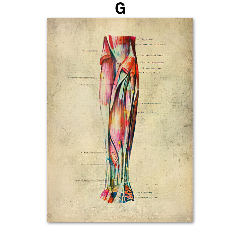 Human Muscular System Nordic Retro Anatomy Poster Medical Wall Canvas Painting