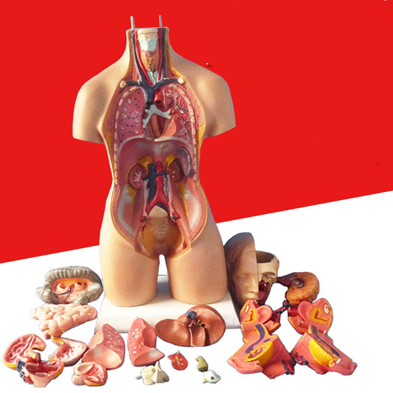 Removable Human Anatomical Model Organs for Medical Teaching