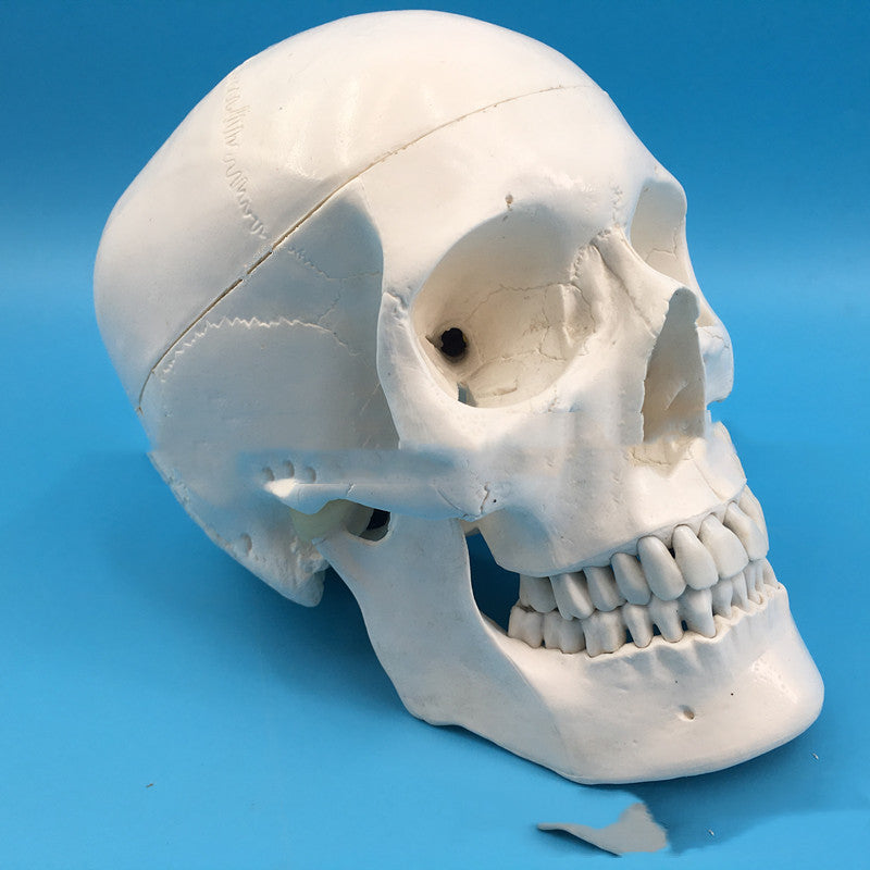 One-to-one Medical Simulation Human Skull Model