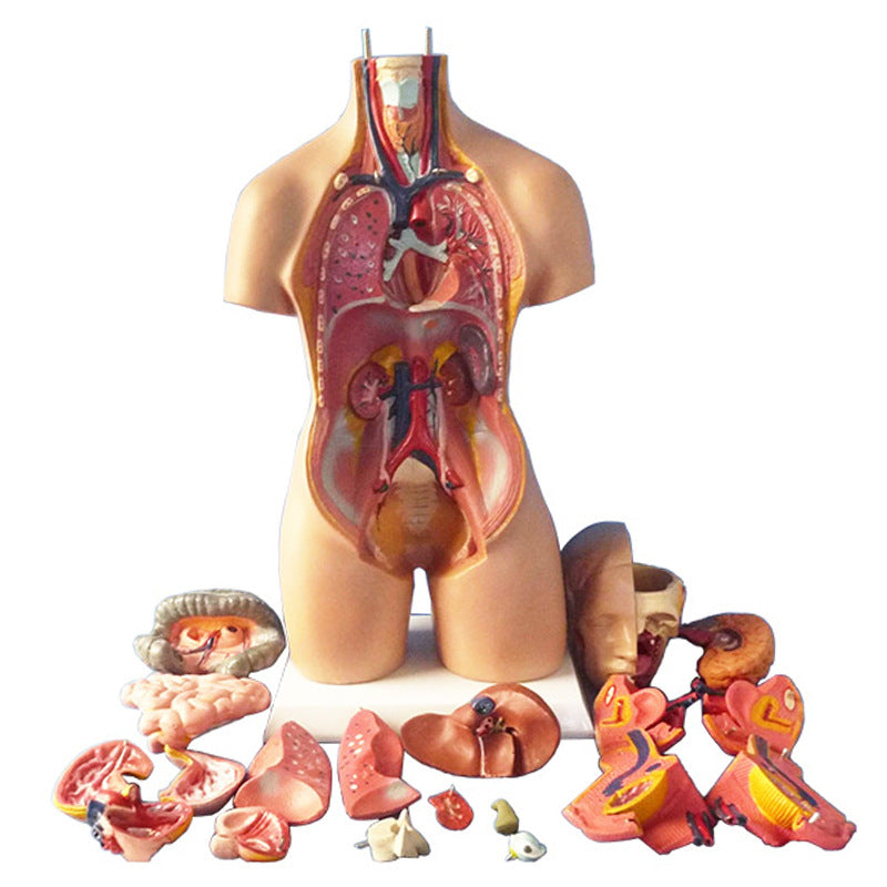 Removable Human Anatomical Model Organs for Medical Teaching