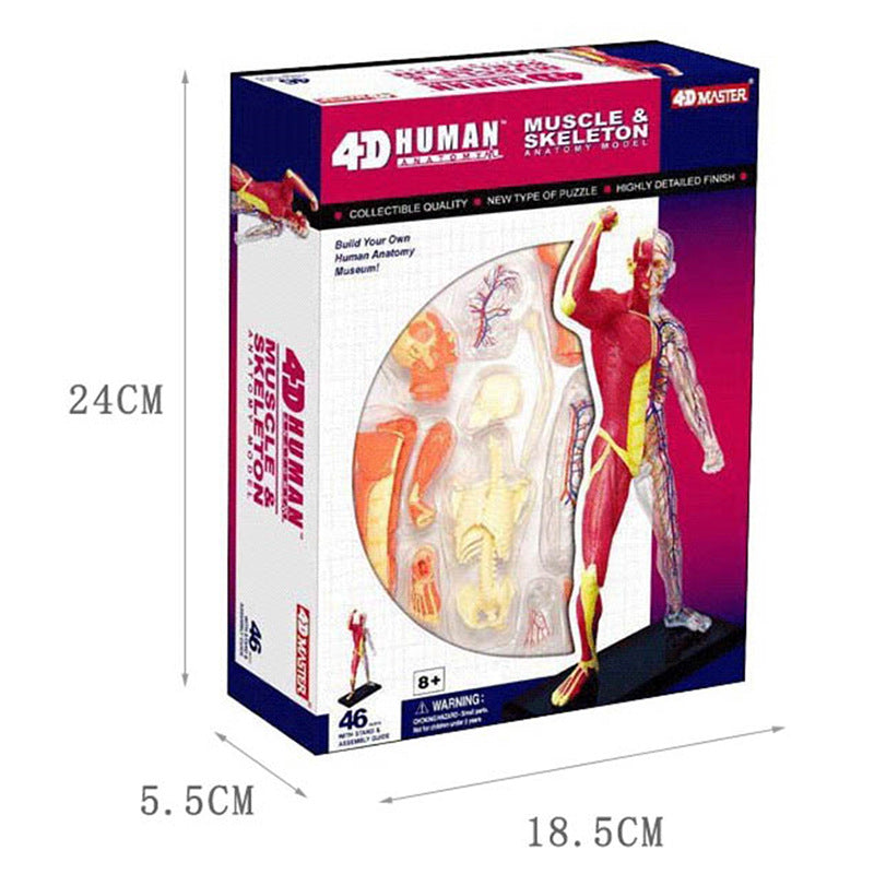 4D Master Puzzle Toy Anatomy Model Of Human Muscles and Organs DIY Popular Science Tool For Medical Teaching