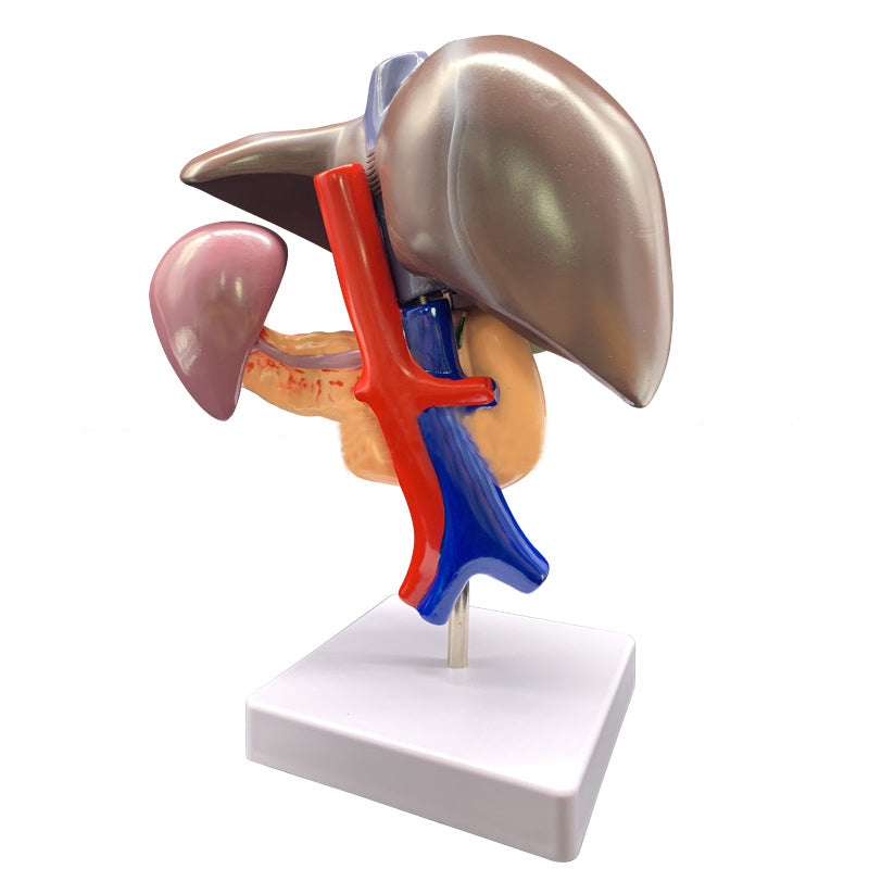 Medical Liver Planing Model Pancreas Spleen Duodenum Pancreas Structure Model