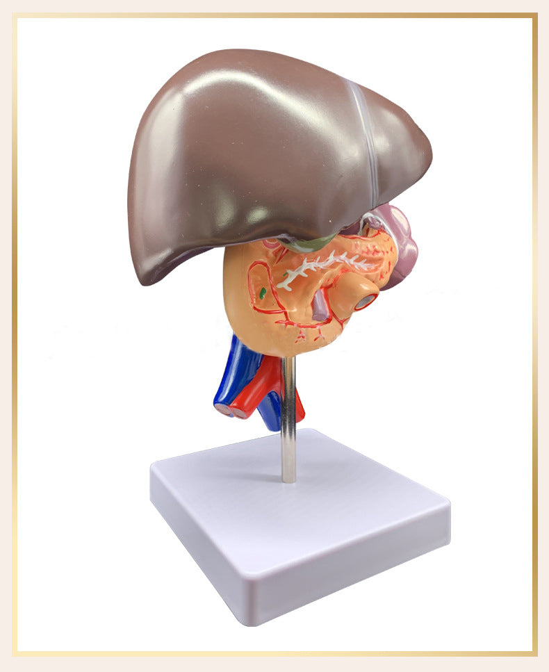 Medical Liver Planing Model Pancreas Spleen Duodenum Pancreas Structure Model