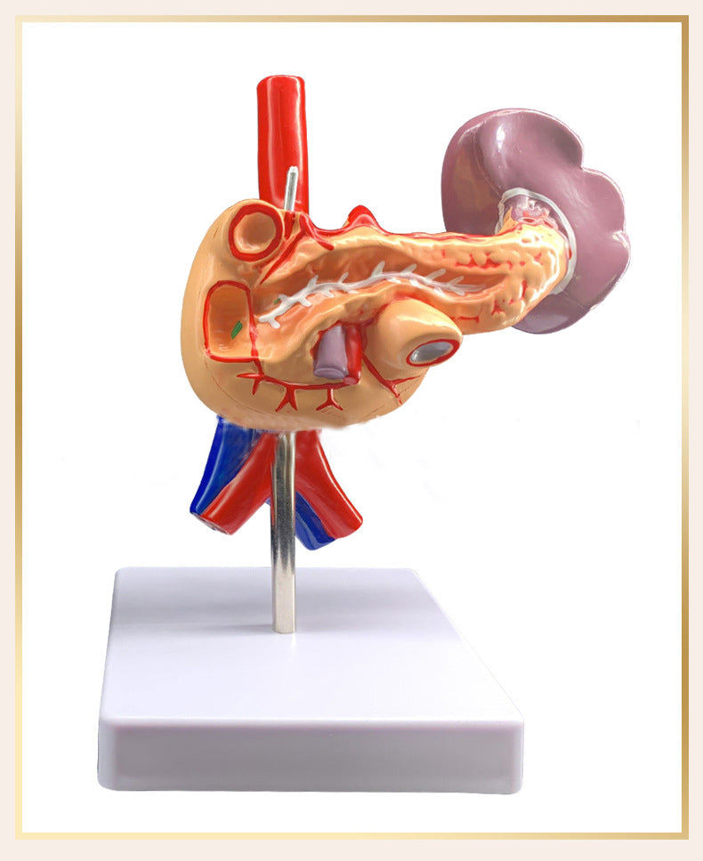 Medical Liver Planing Model Pancreas Spleen Duodenum Pancreas Structure Model