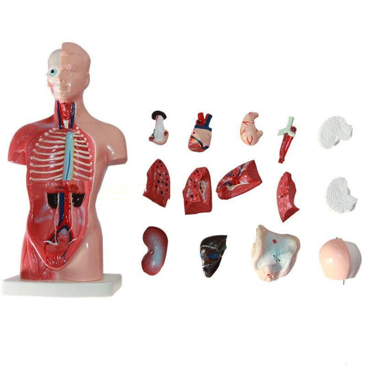 High End Medical Internal Organs Heart System Structure Torso