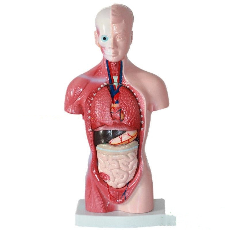 High End Medical Internal Organs Heart System Structure Torso