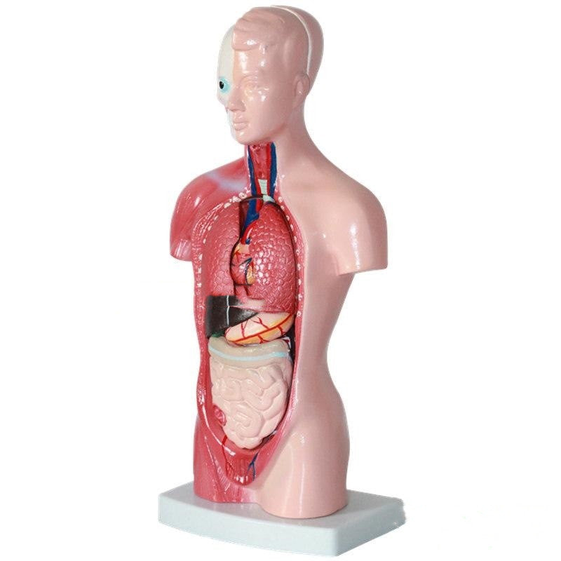 High End Medical Internal Organs Heart System Structure Torso