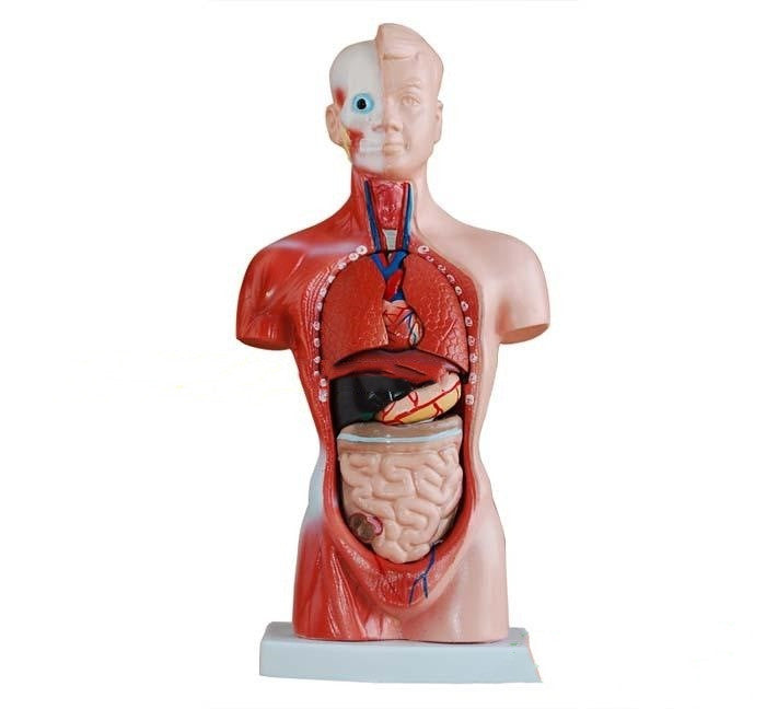 High End Medical Internal Organs Heart System Structure Torso