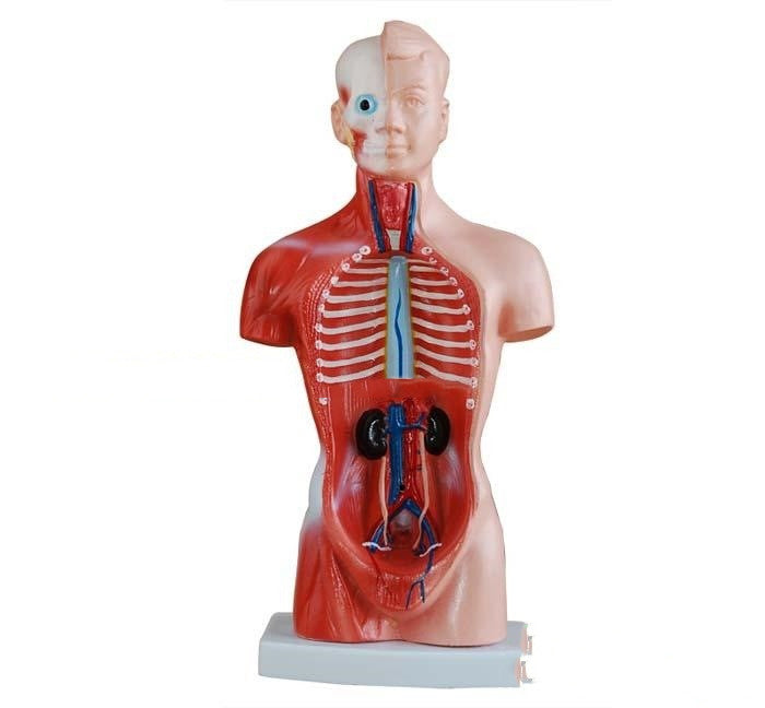 High End Medical Internal Organs Heart System Structure Torso