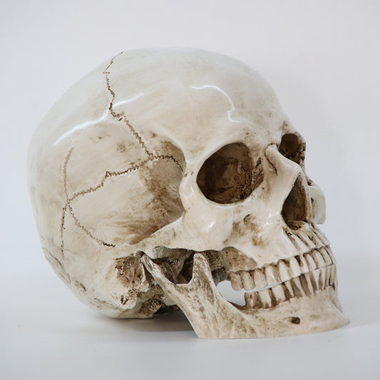 Simulation Skull Head Medical Skull Specimen Creative Props Crafts