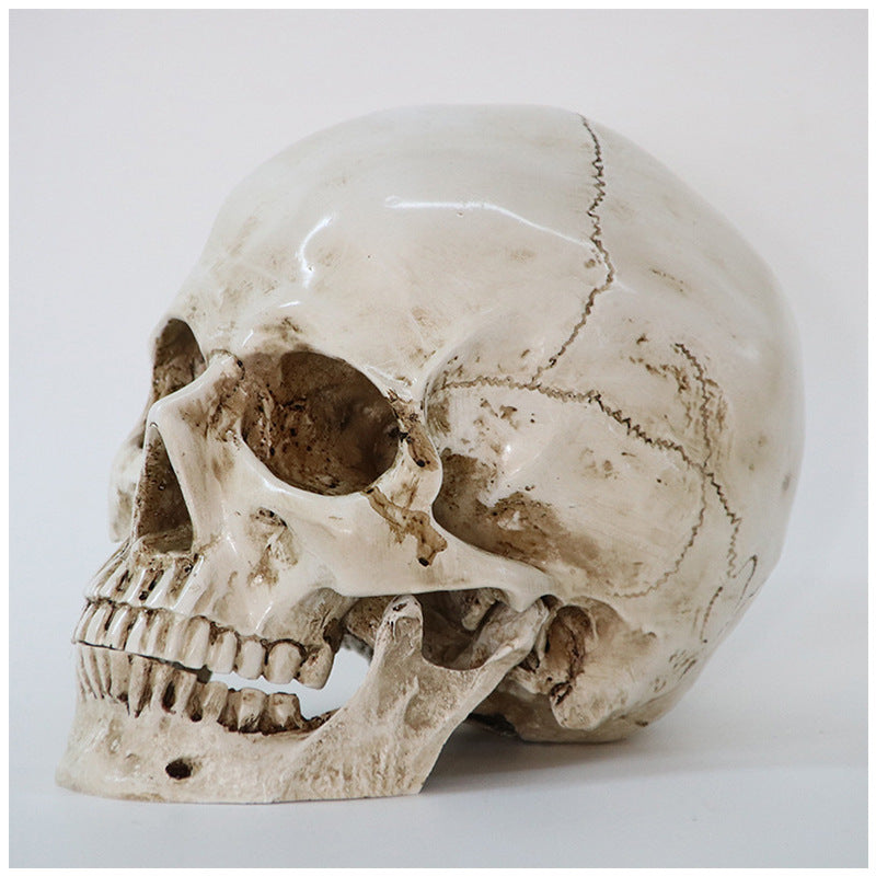 Simulation Skull Head Medical Skull Specimen Creative Props Crafts