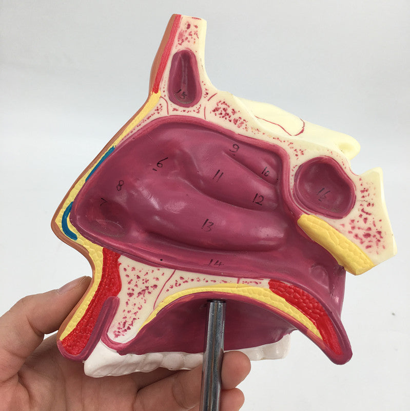 Medical Human Nasal Cavity Anatomy Model