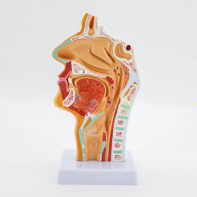 Medical Human Nasal Cavity Anatomy Model