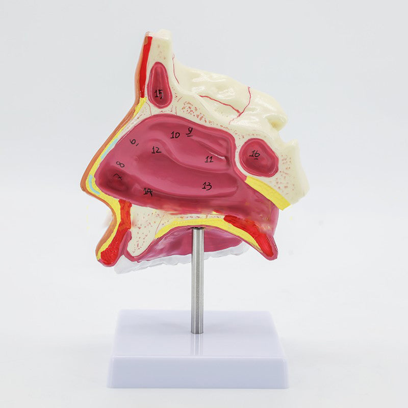 Medical Human Nasal Cavity Anatomy Model