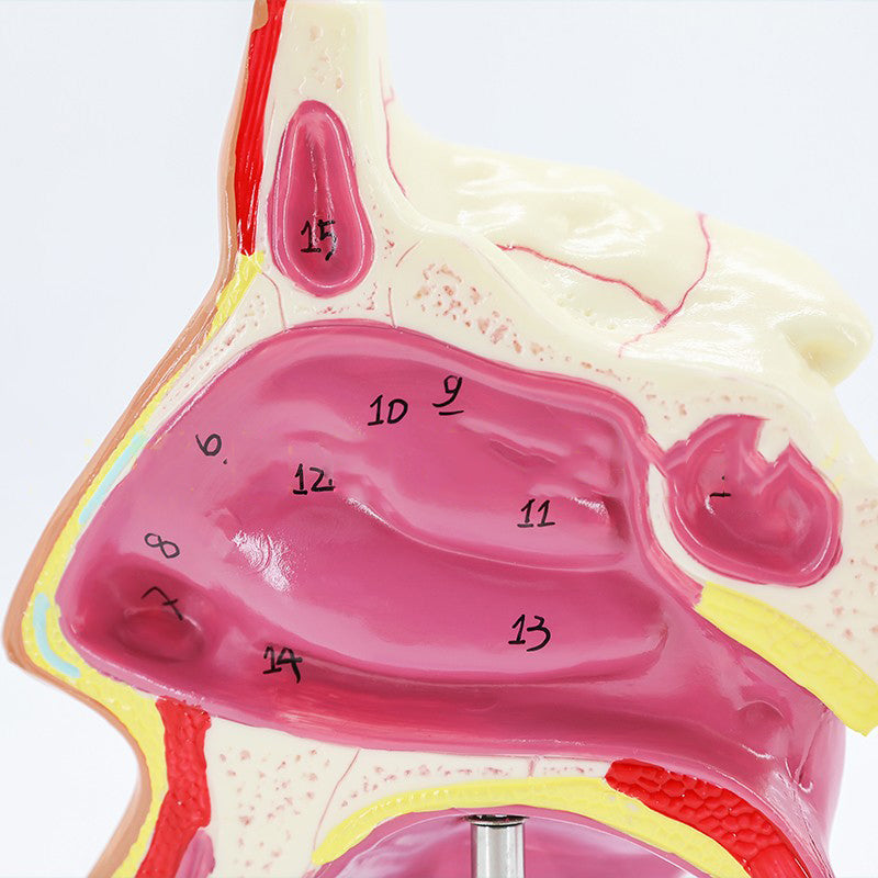 Medical Human Nasal Cavity Anatomy Model