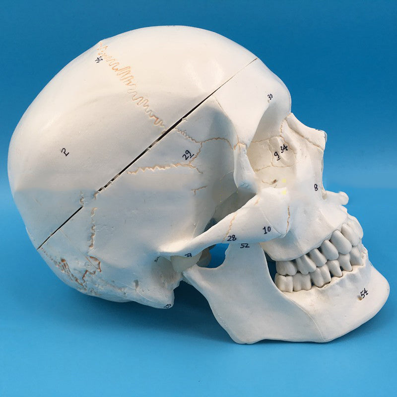 Adult One-To-One Medical Simulation Human Skull Model