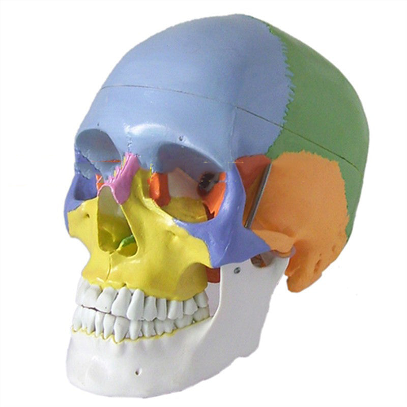 Adult One-To-One Medical Simulation Human Skull Model