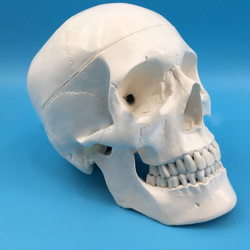 Adult One-To-One Medical Simulation Human Skull Model