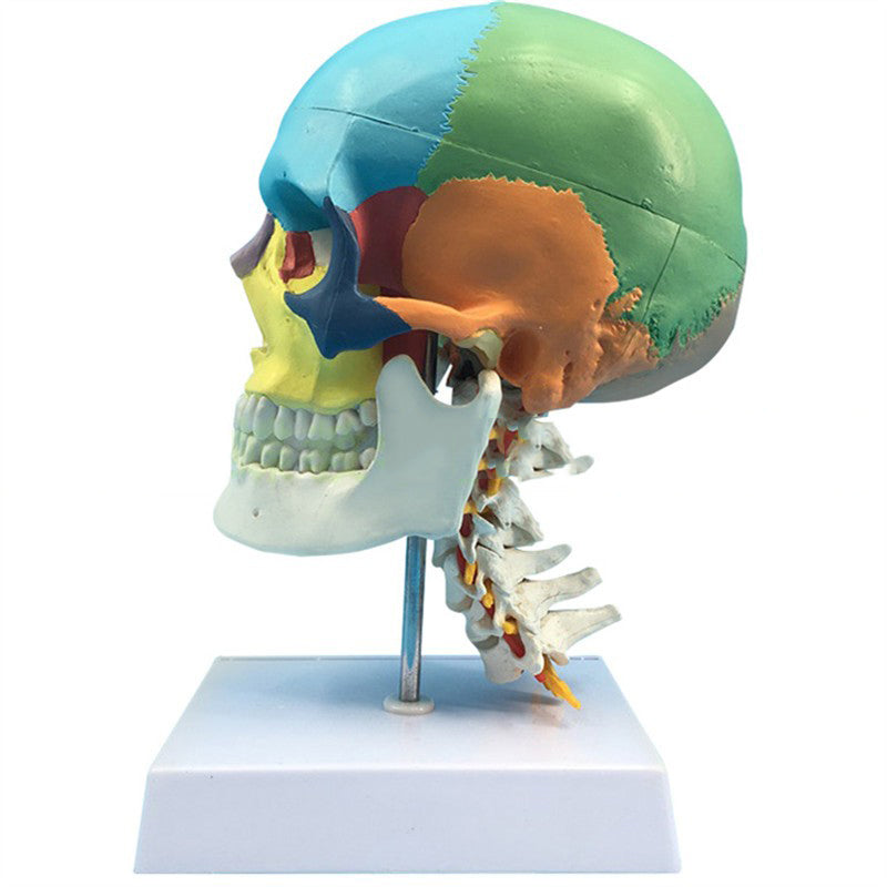 Adult One-To-One Medical Simulation Human Skull Model