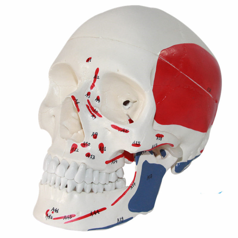 Adult One-To-One Medical Simulation Human Skull Model