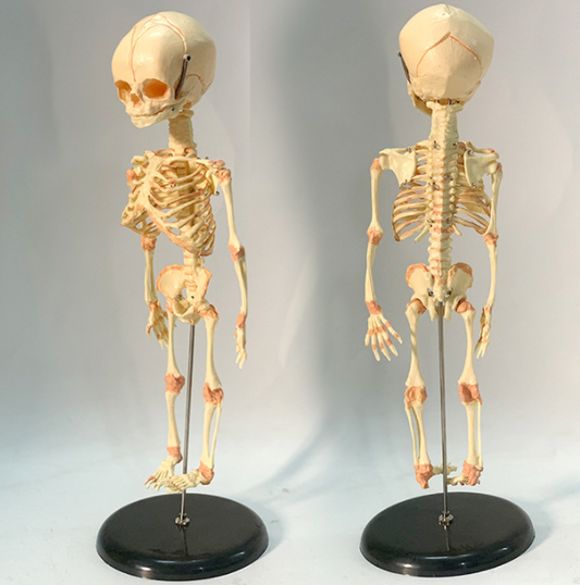 Human Baby Skeleton Model Development Skeleton Mould Removable Micro-skeleton Medical Teaching Aid