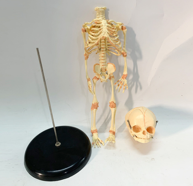 Human Baby Skeleton Model Development Skeleton Mould Removable Micro-skeleton Medical Teaching Aid