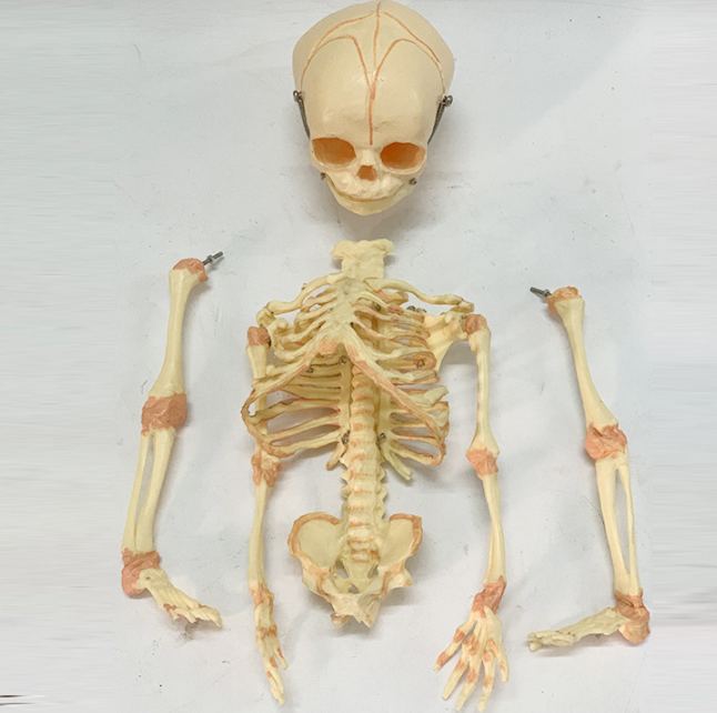 Human Baby Skeleton Model Development Skeleton Mould Removable Micro-skeleton Medical Teaching Aid