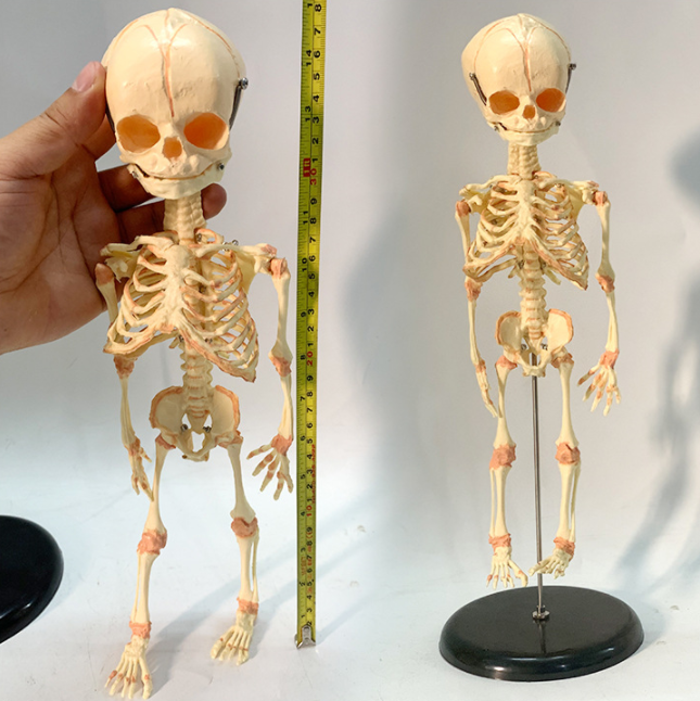 Human Baby Skeleton Model Development Skeleton Mould Removable Micro-skeleton Medical Teaching Aid