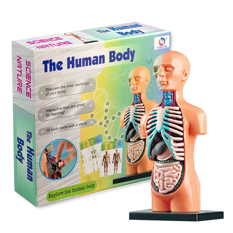 Children's Medical Body Internal Organs