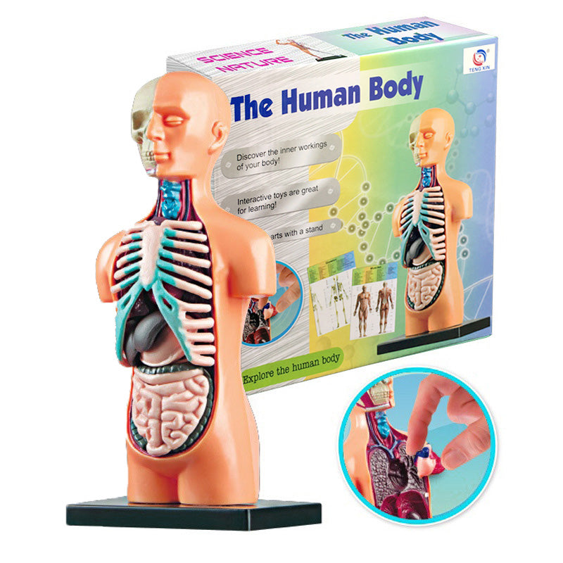 Children's Medical Body Internal Organs