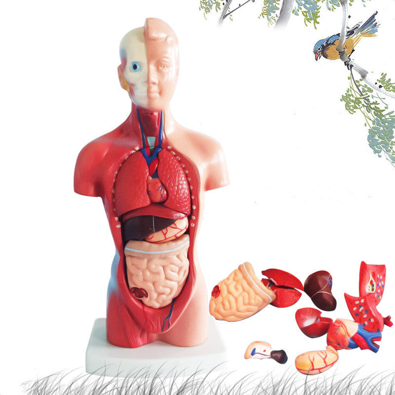 Removable Human Anatomical Model Organs for Medical Teaching