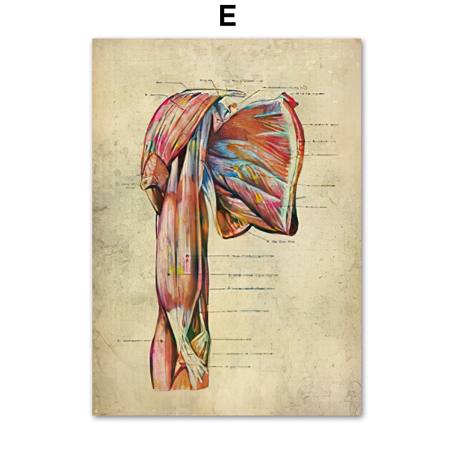 Human Muscular System Nordic Retro Anatomy Poster Medical Wall Canvas Painting