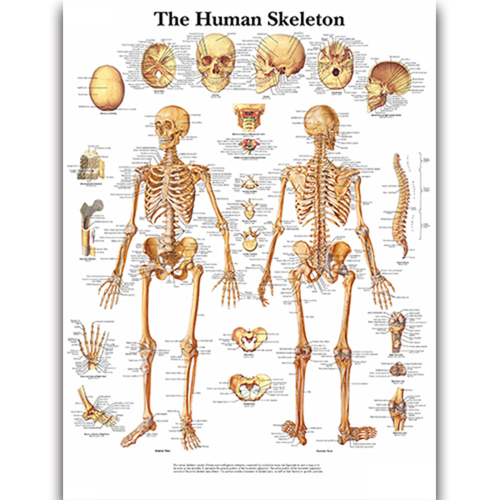 Medical Education Human Organs Anatomy Skeletal Muscle Classroom Study Decoration Painting