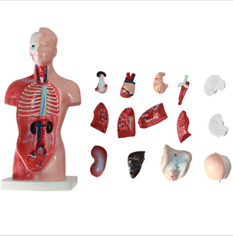 Human body model 28CM torso Human internal organs anatomical model Medical teaching aids skeleton Children's educational toys