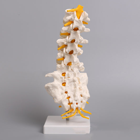 Medical Human Organ Model 5 Lumbar Vertebrae With Sacrum