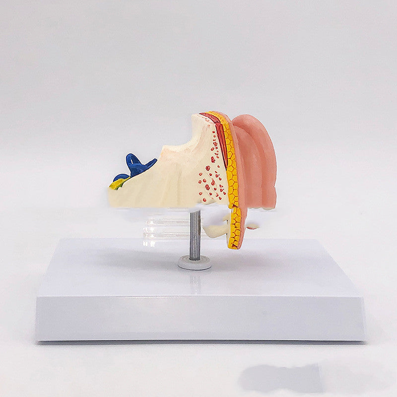 Anatomical Model Of Human Medical Ear