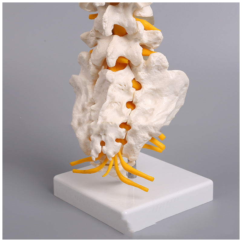 Medical Human Organ Model 5 Lumbar Vertebrae With Sacrum