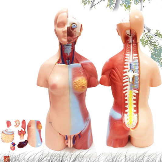 Removable Human Anatomical Model Organs for Medical Teaching