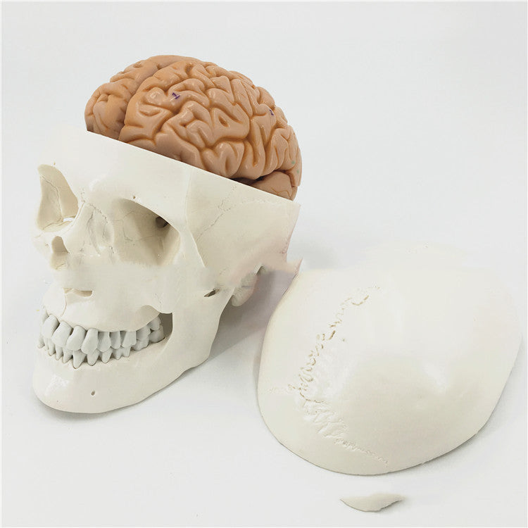 One-to-one Medical Simulation Human Skull Model