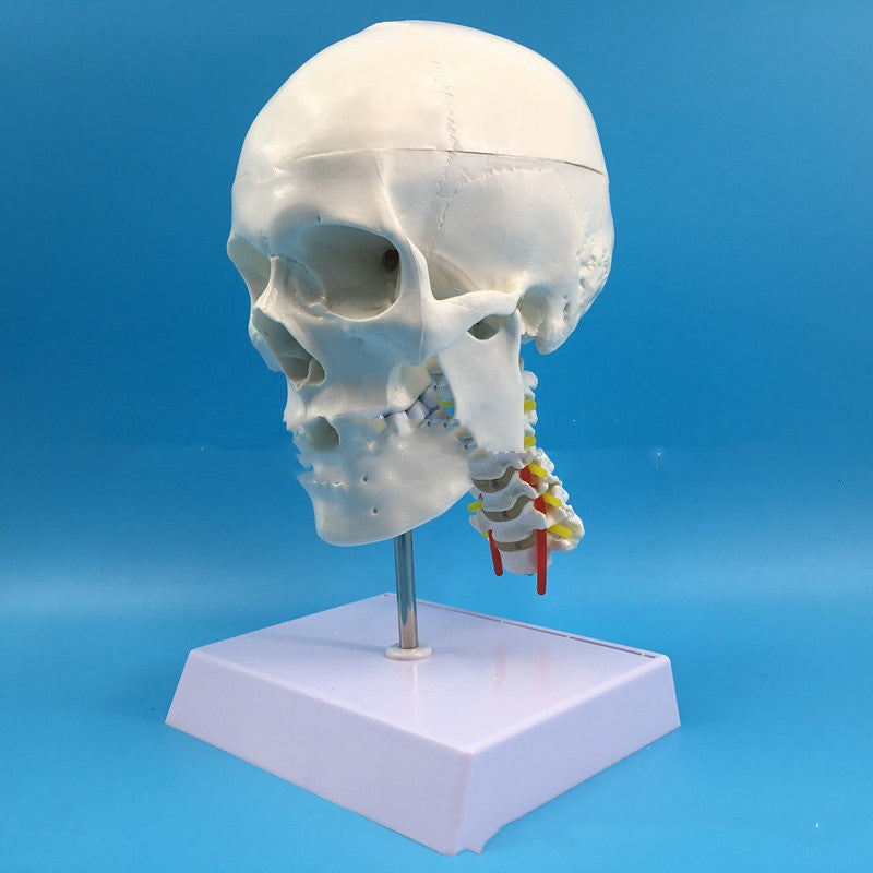 One-to-one Medical Simulation Human Skull Model