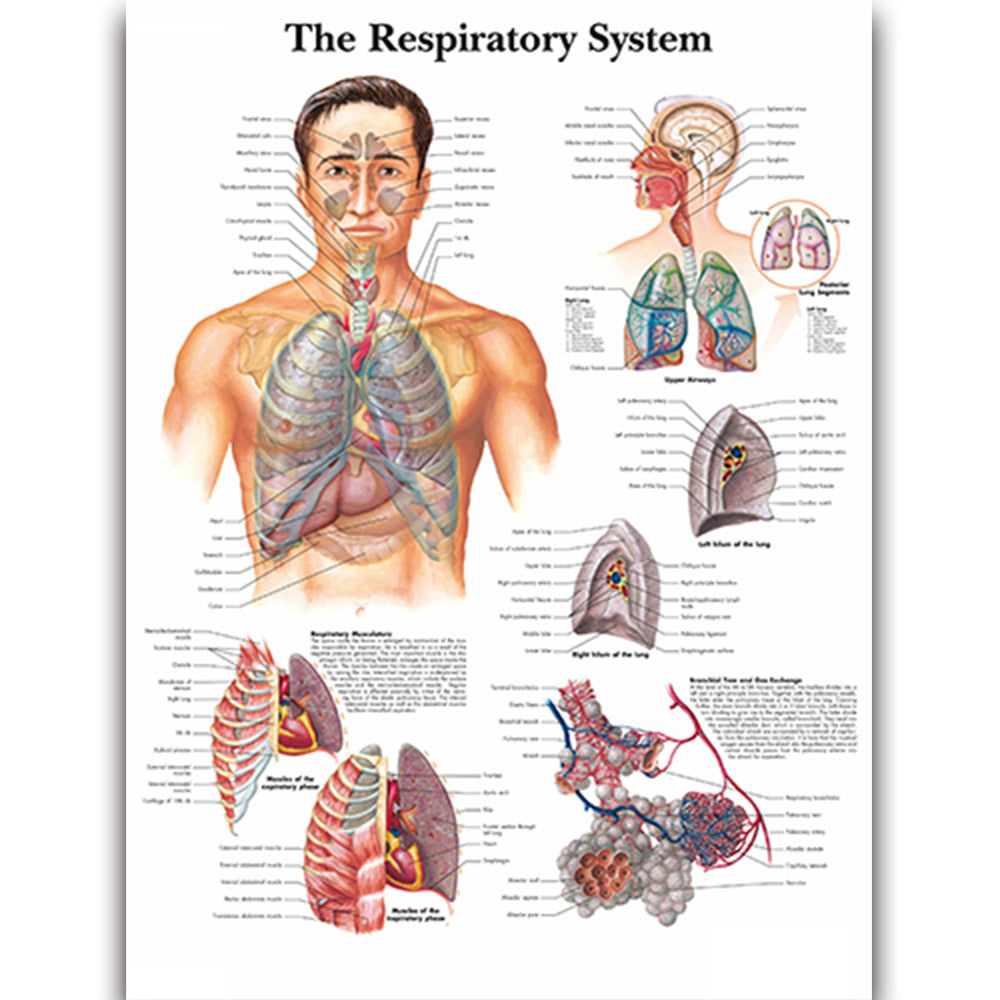 Medical Education Human Organs Anatomy Skeletal Muscle Classroom Study Decoration Painting