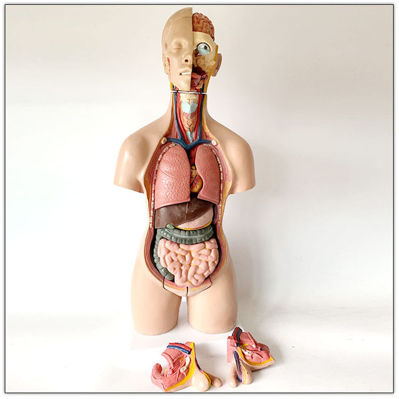 55CM human model medical teaching aid