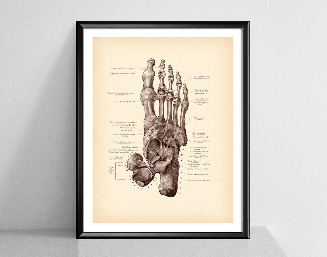 Modern Human Anatomy Musculoskeletal Medical Education Canvas Painting