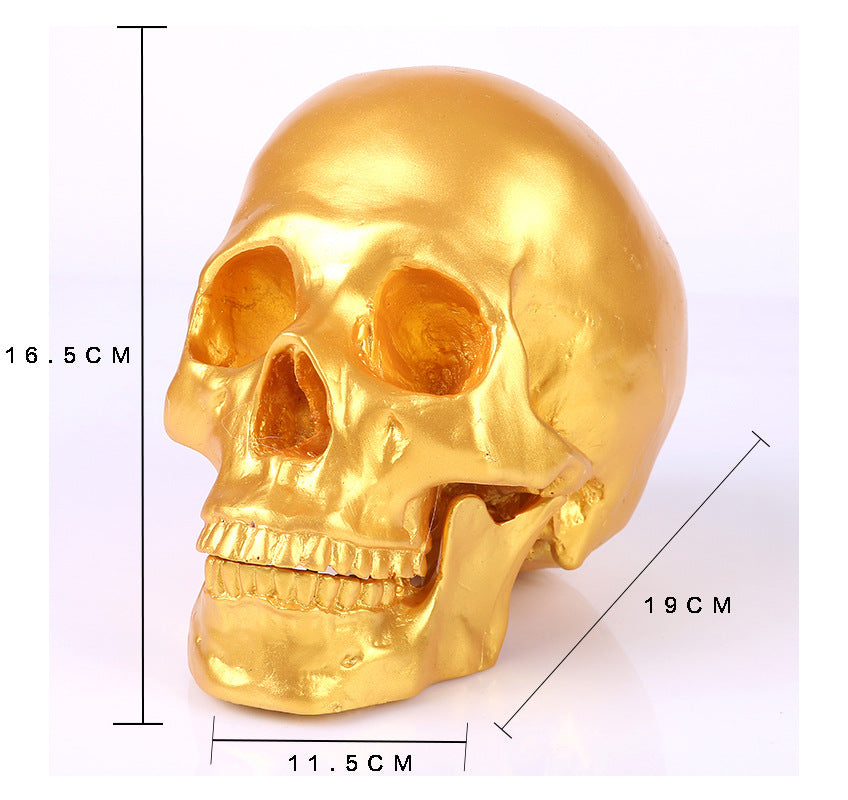 Resin Skull Medical School Popular Science