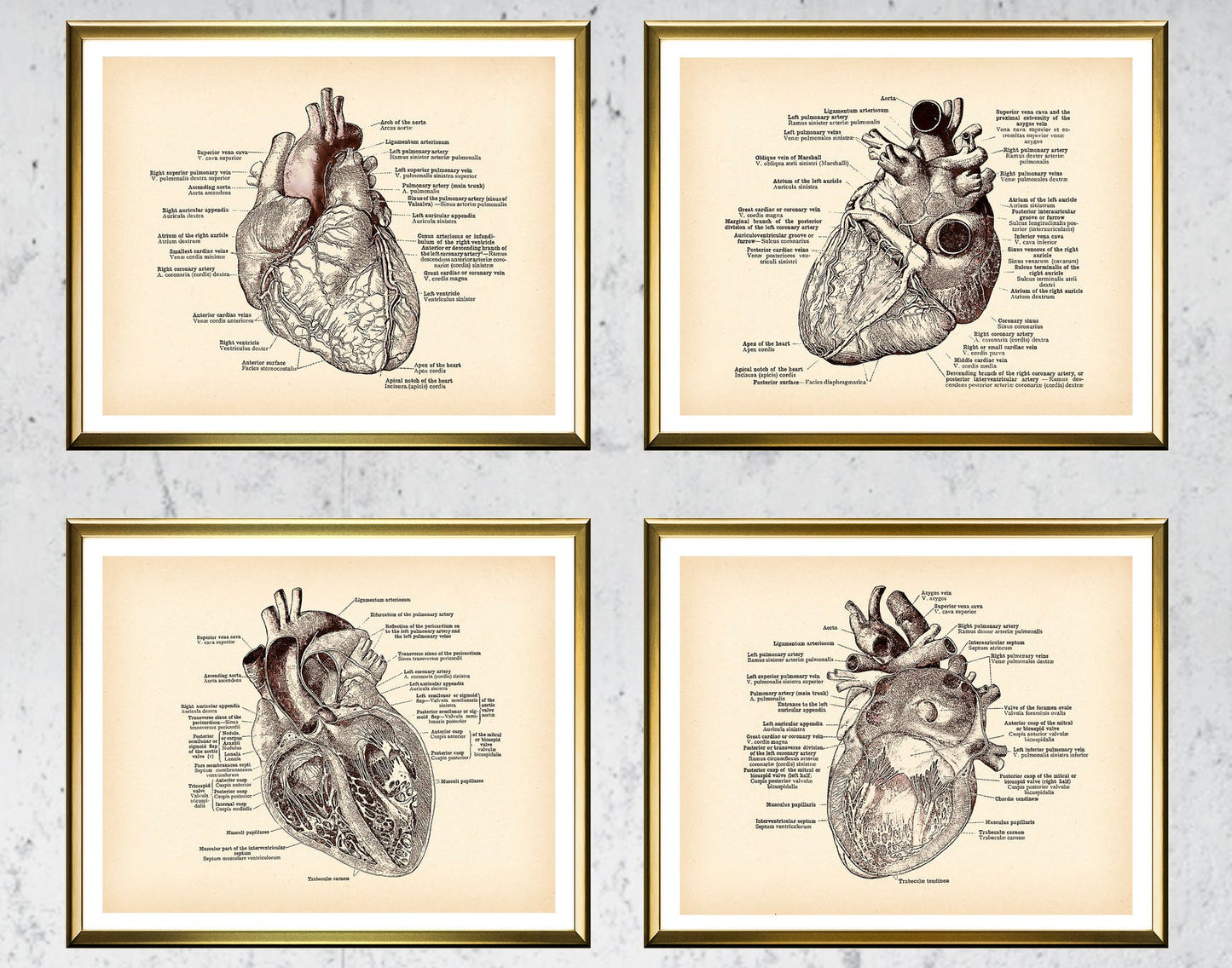 Antique Anatomy Medical Poster Human Anatomy Art Drawing