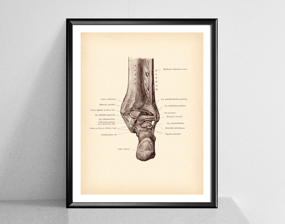 Modern Human Anatomy Musculoskeletal Medical Education Canvas Painting