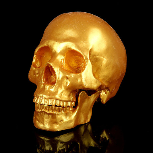 Resin Skull Medical School Popular Science