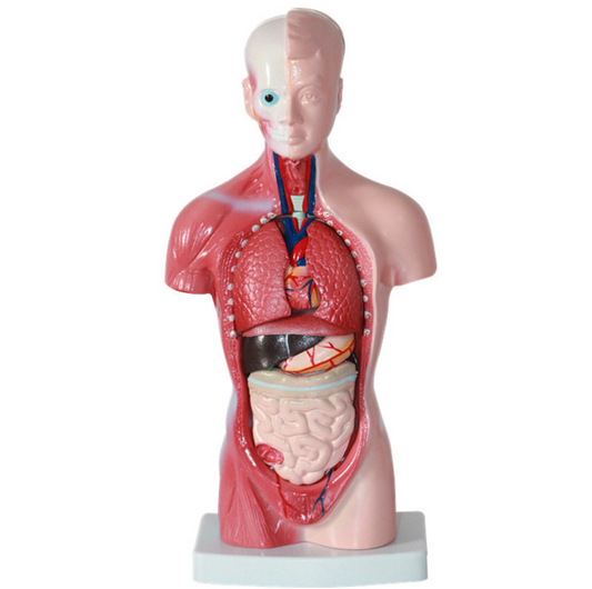 Human body model 28CM torso Human internal organs anatomical model Medical teaching aids skeleton Children's educational toys