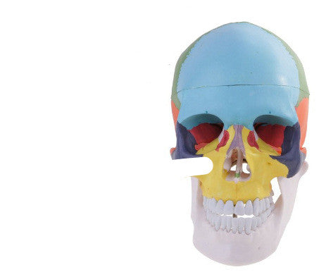 One-to-one Medical Simulation Human Skull Model