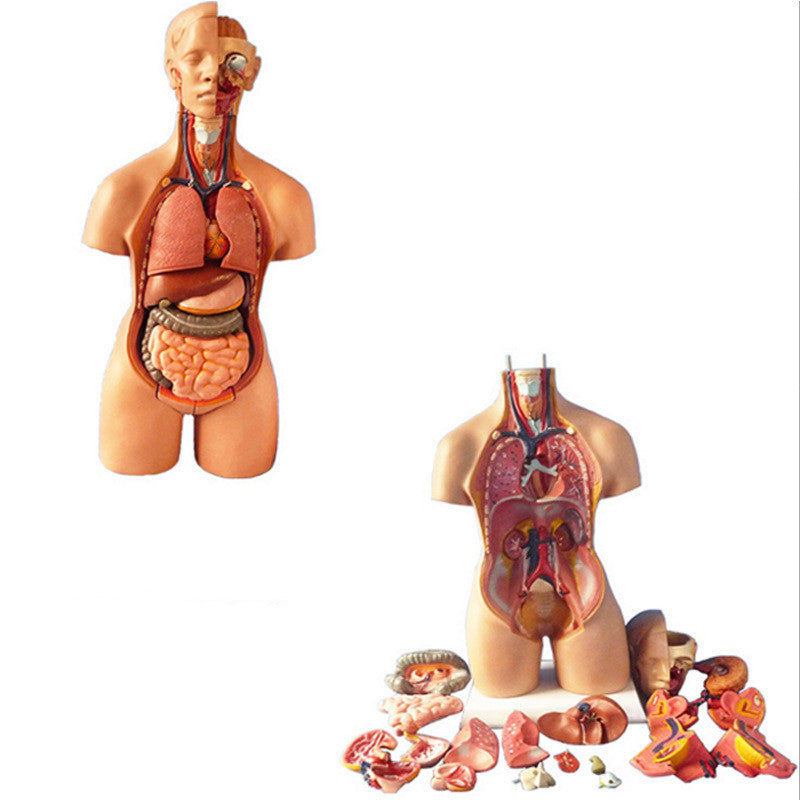 Removable Human Anatomical Model Organs for Medical Teaching